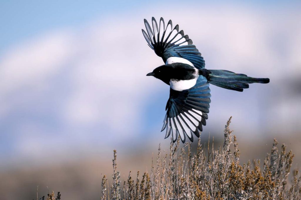 Black-billed magpie