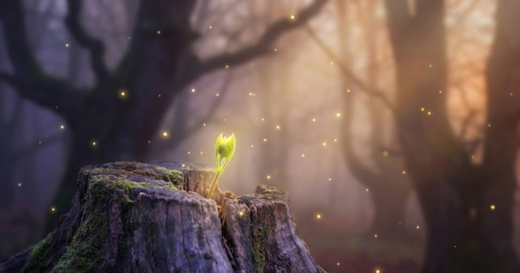 woven in wonder